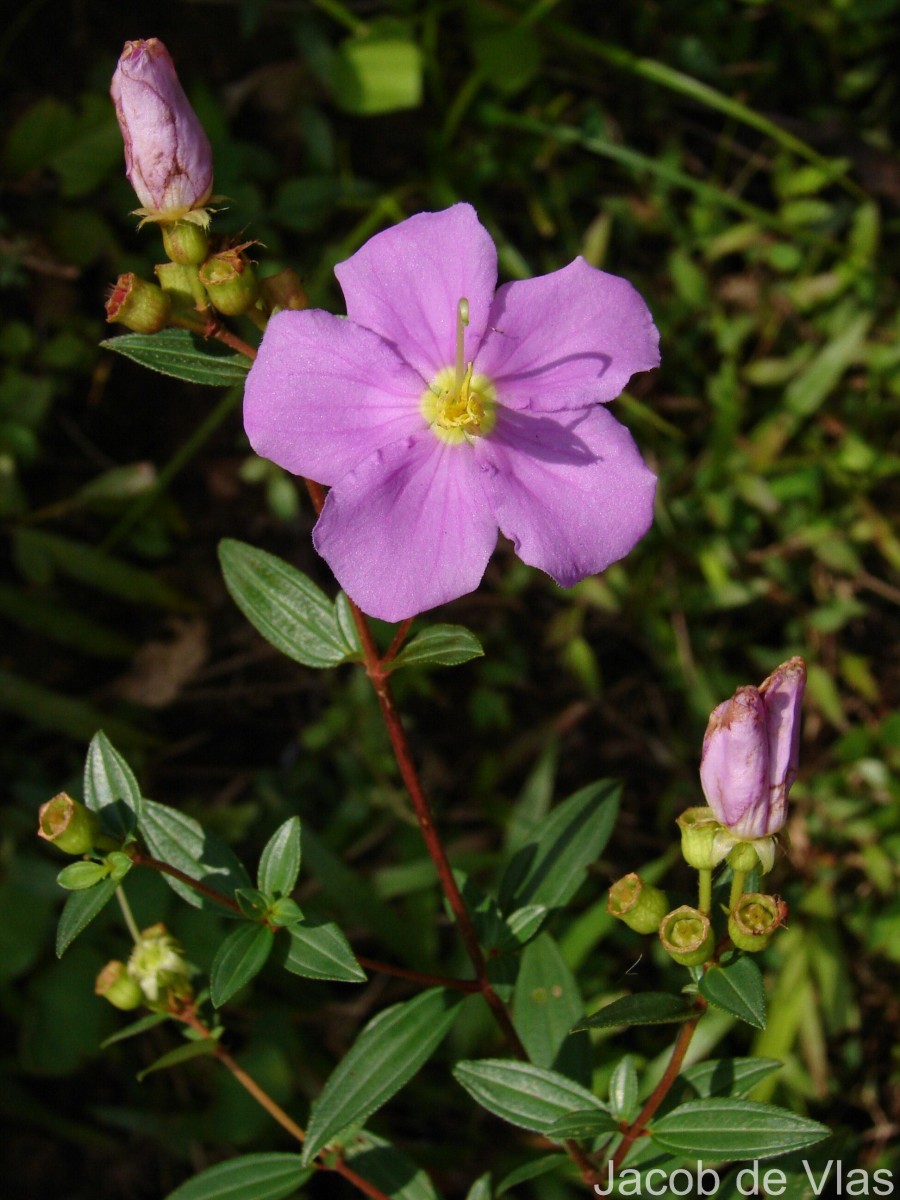 Osbeckia parvifolia Arn.